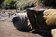 Picture 'Ant1_1_01083 Elephant Seal, Mirounga leonina, Southern Elephant Seal, Antarctica and sub-Antarctic islands, South Georgia, Godthul'